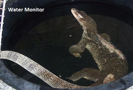 Water Monitor - Stumpy in the pool_2 Water Monitor - Stumpy in the pool_2